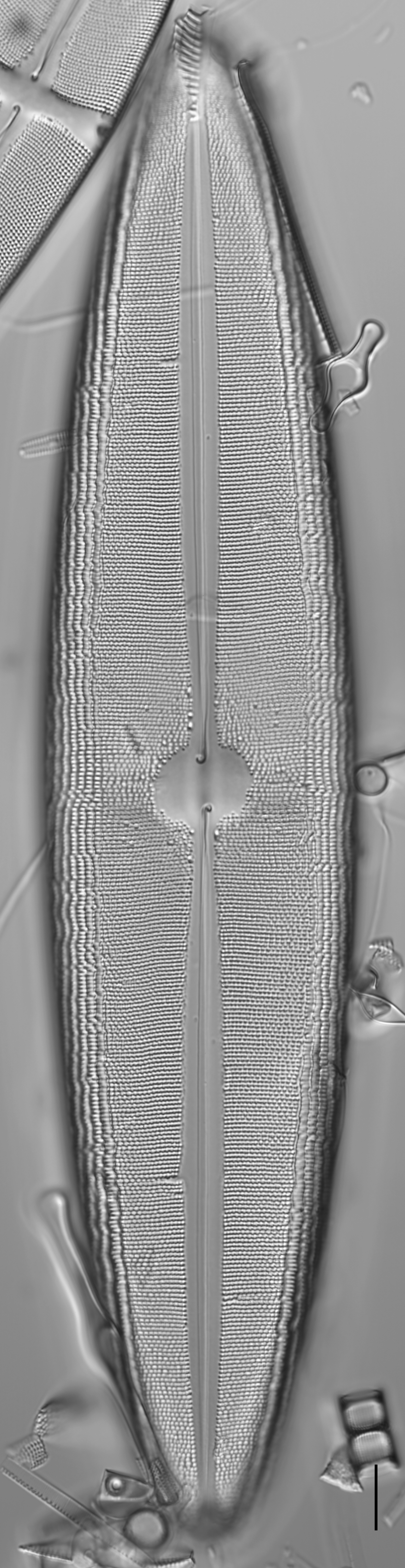 Neidium dilatatum 1 L1430