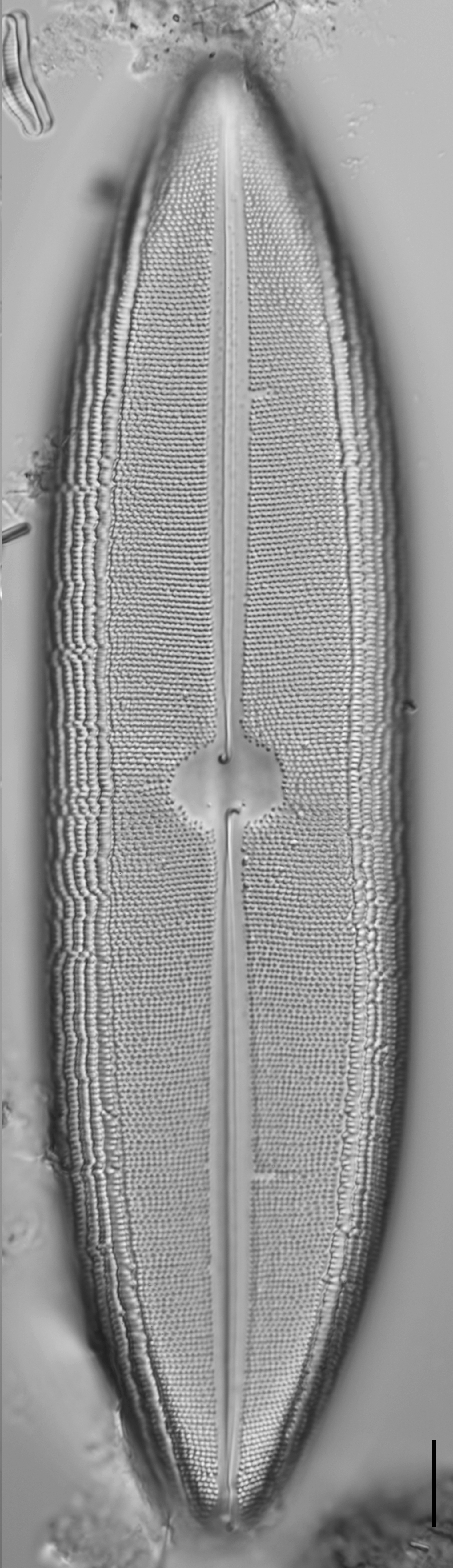 Neidium dilatatum 5 L1428