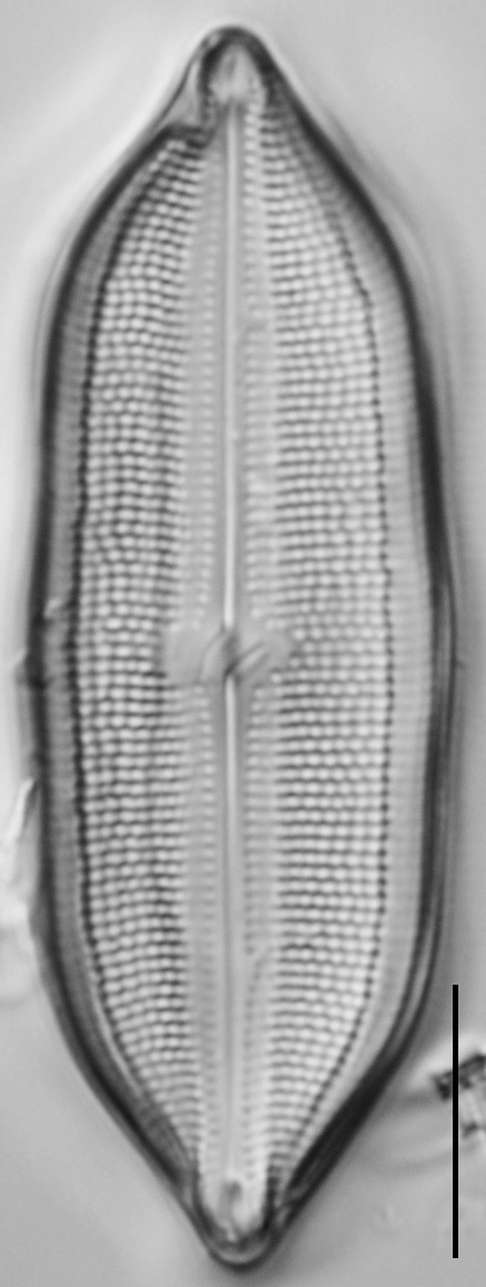 Neidium hitchcockii LM8