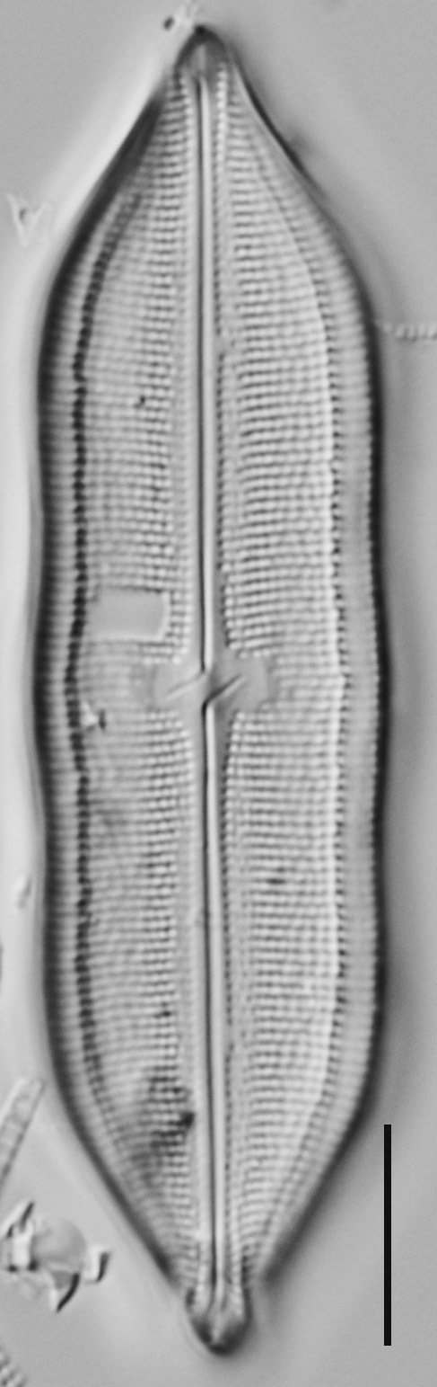 Neidium hitchcockii LM6