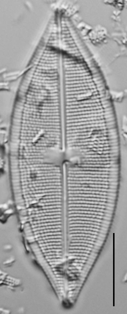 Neidium pseudodensestriatum LM3