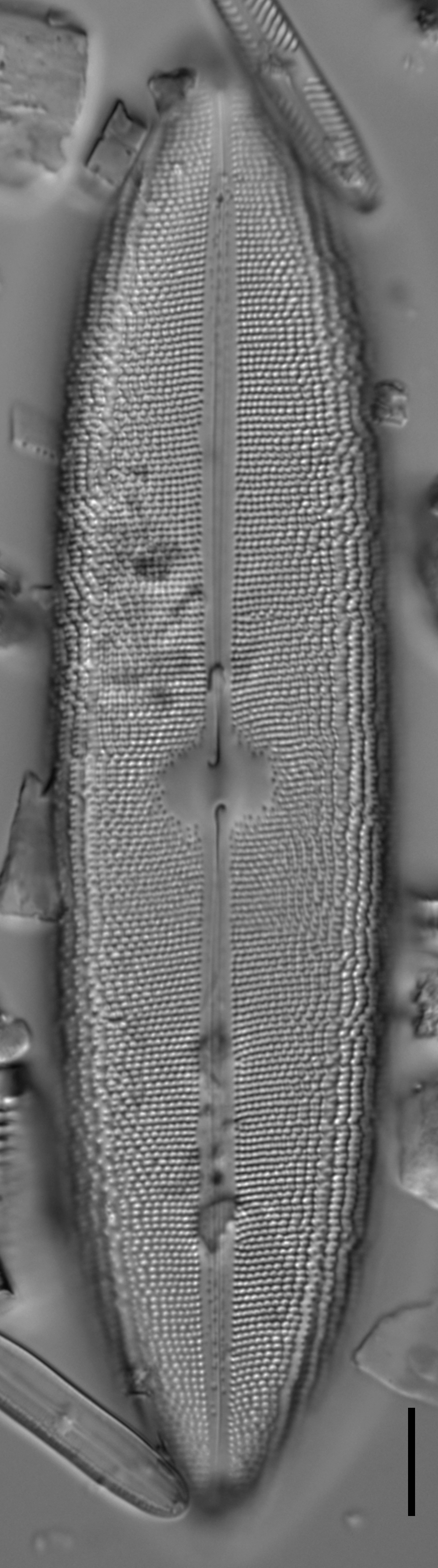 Neidium amphigomphus LM6