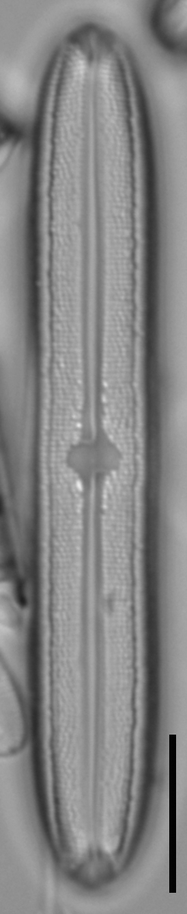 Neidium bisulcatum LM3