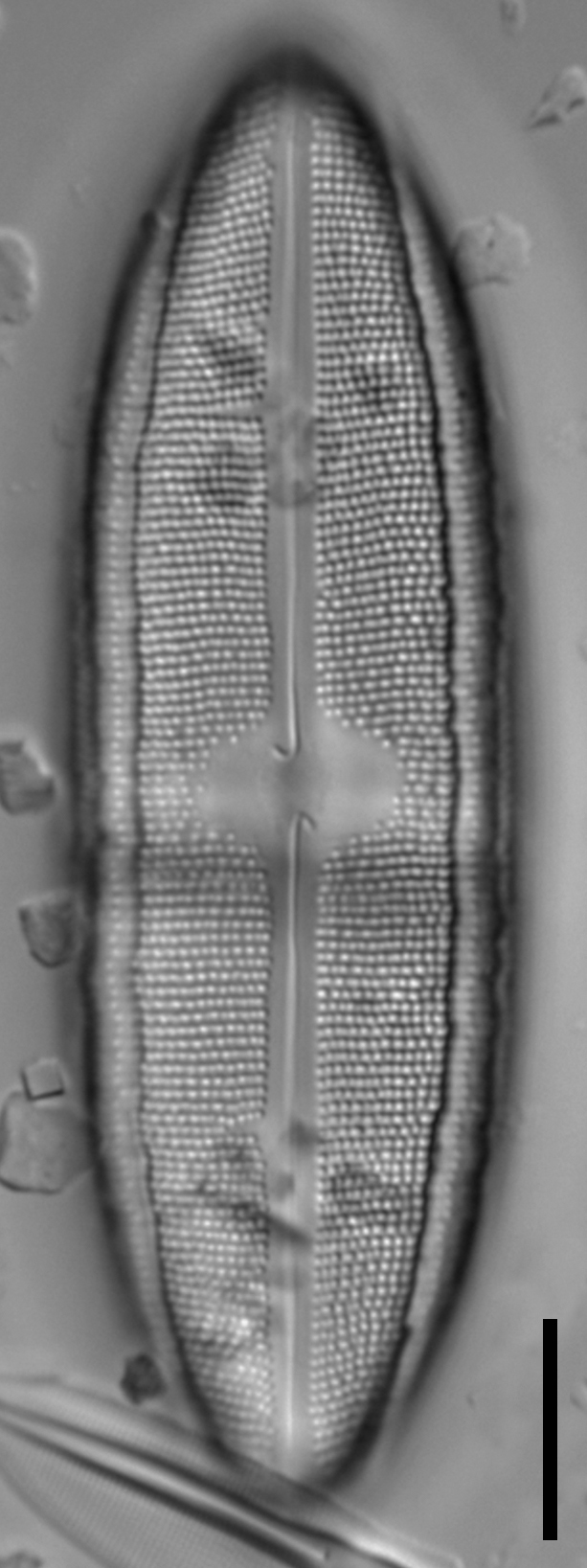 Neidium fossum LM1