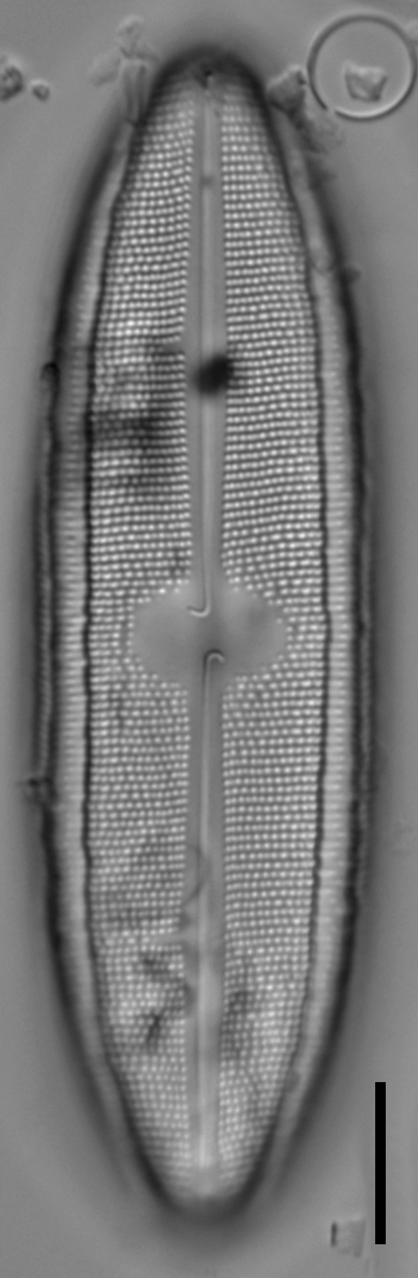 Neidium fossum LM2