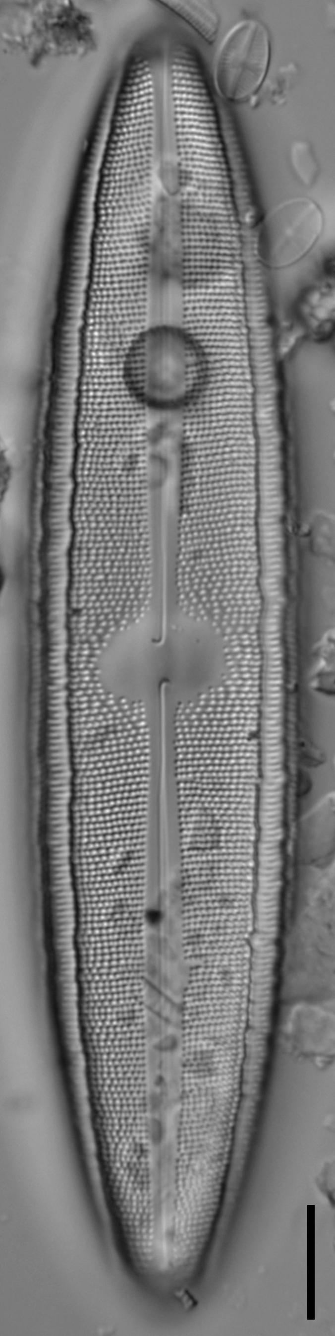 Neidium fossum LM5