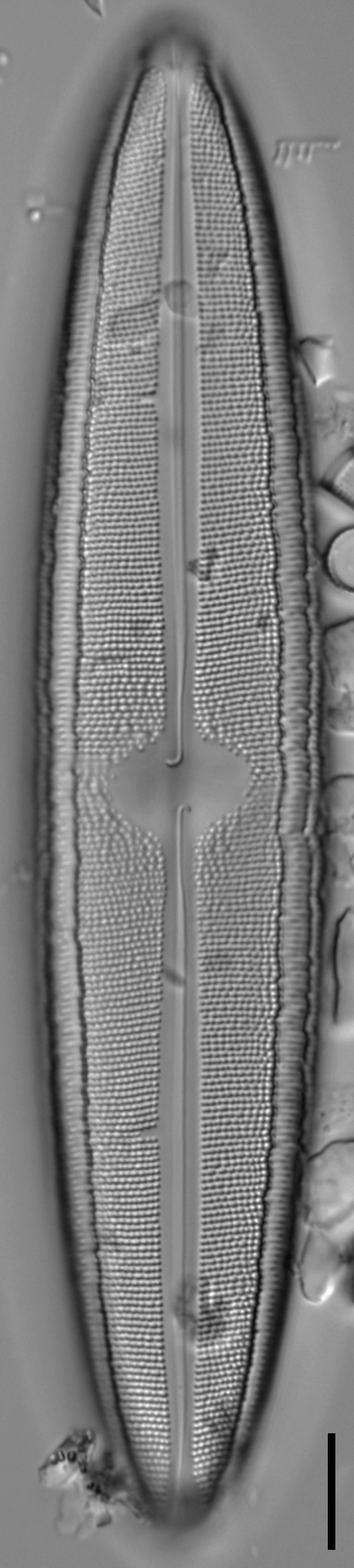 Neidium fossum LM6