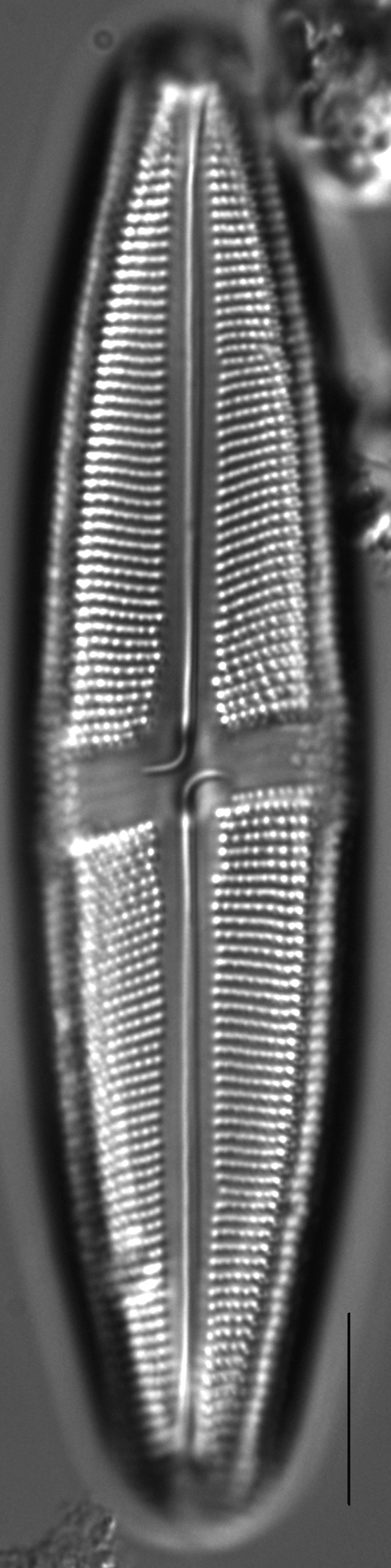 Neidium bobmarshallensis LM1