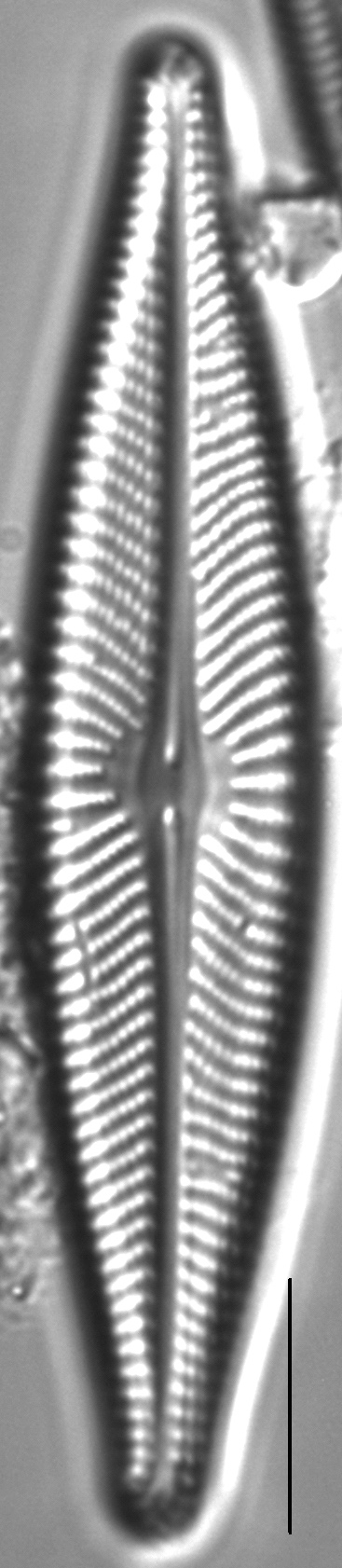 Navicula flatheadensis LM4