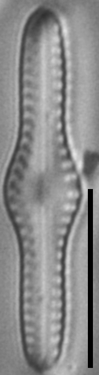 Ninastrelnikovia gibbosa LM7