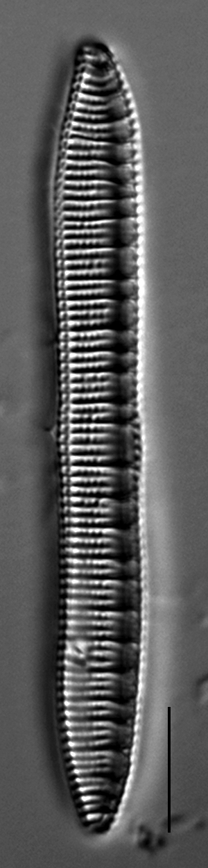 Nitzschia serpentiraphe LM1