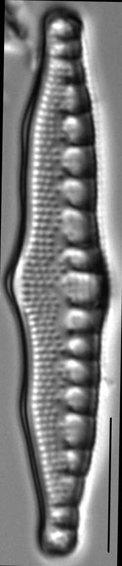 Nitzschia sinuata LM4