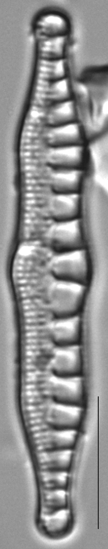 Nitzschia sinuata LM3