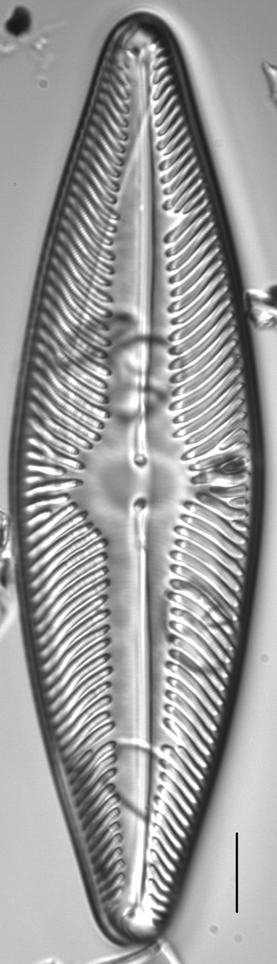 Navicula ludloviana LM3