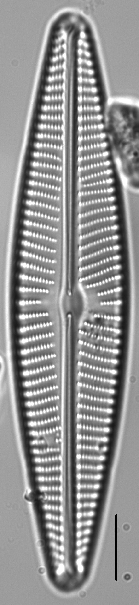 Navicula peregrina LM3