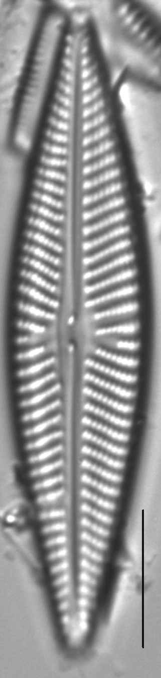 Navicula pseudolanceolata LM3