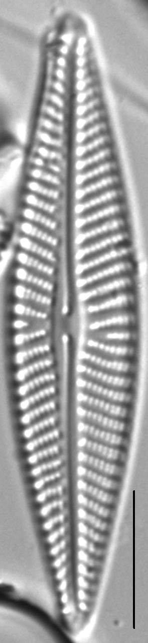 Navicula pseudolanceolata LM2