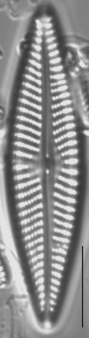 Navicula pseudolanceolata LM1