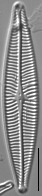 Navicula schweigeri LM5