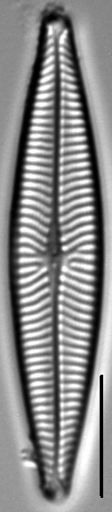 Navicula schweigeri LM3