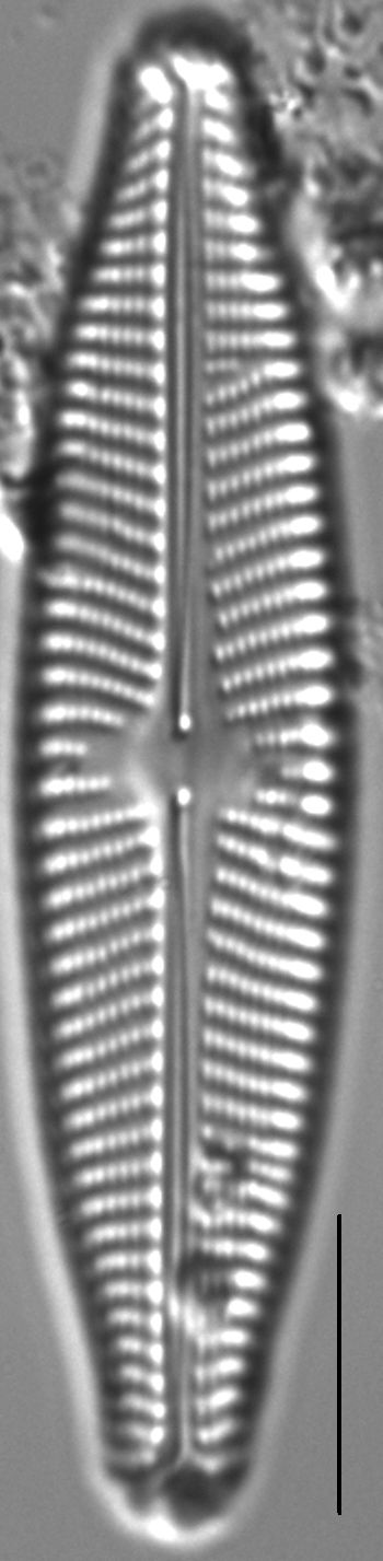 Navicula slesvicensis LM5