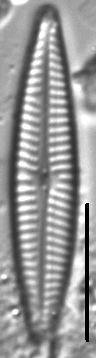 Navicula staffordiae LM3