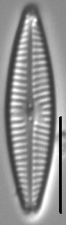 Navicula staffordiae LM2