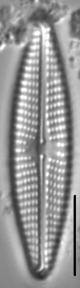 Navicula streckerae LM2