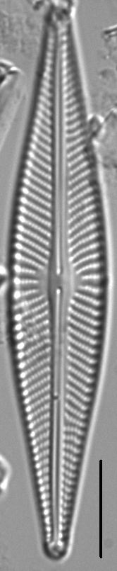 Navicula subconcentrica LM7