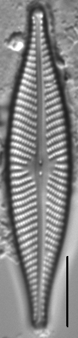 Navicula subconcentrica LM4