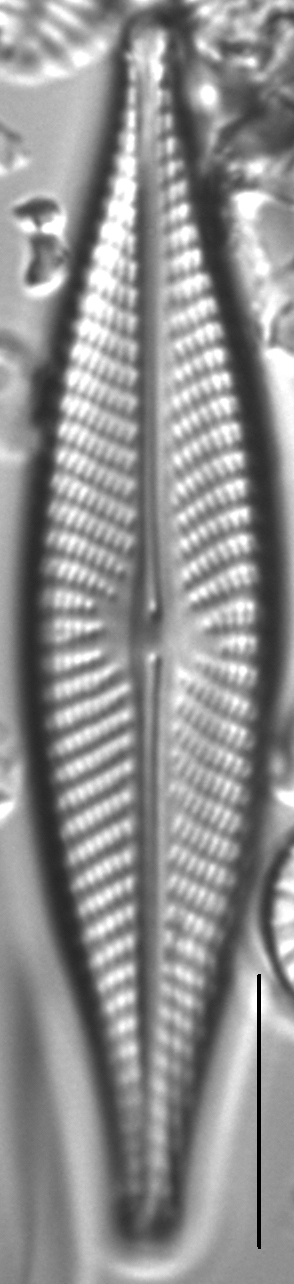 Navicula subconcentrica LM3