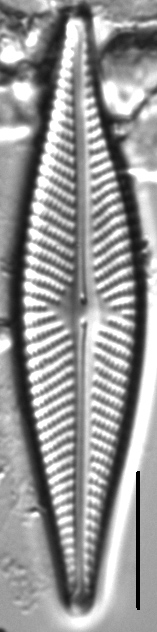 Navicula subconcentrica LM2