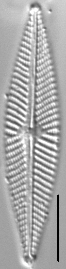 Navicula subconcentrica LM1