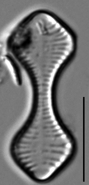 Oxyneis binalis LM8