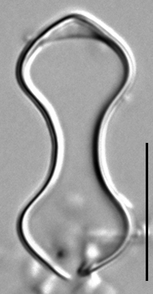 Oxyneis binalis LM4