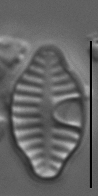 Planothidium rostratoholarcticum LM5