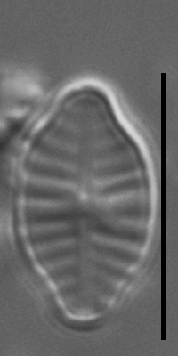 Planothidium rostratoholarcticum LM7