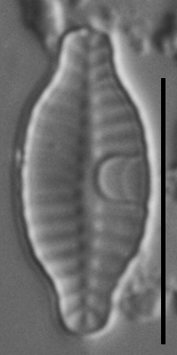 Planothidium rostratoholarcticum LM3