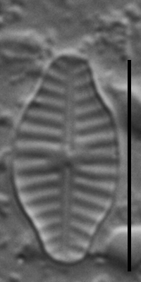 Planothidium rostratoholarcticum LM5