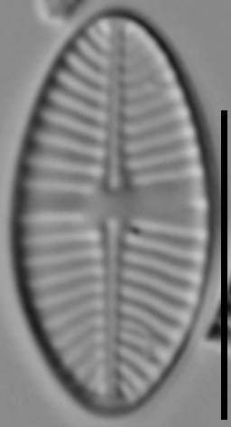 Planothidium joursacense LM4