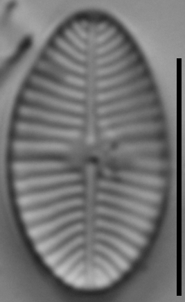 Planothidium joursacense LM1