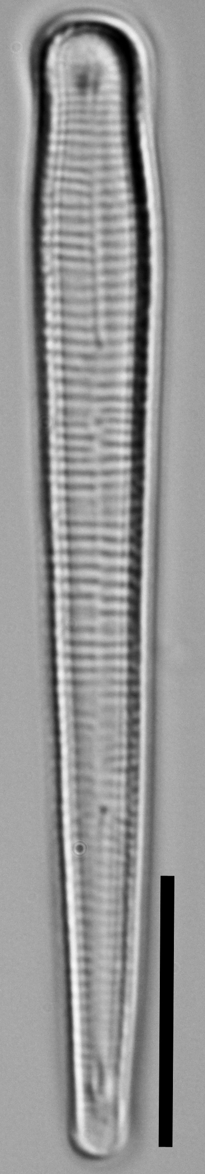 Peronia fibula LM4