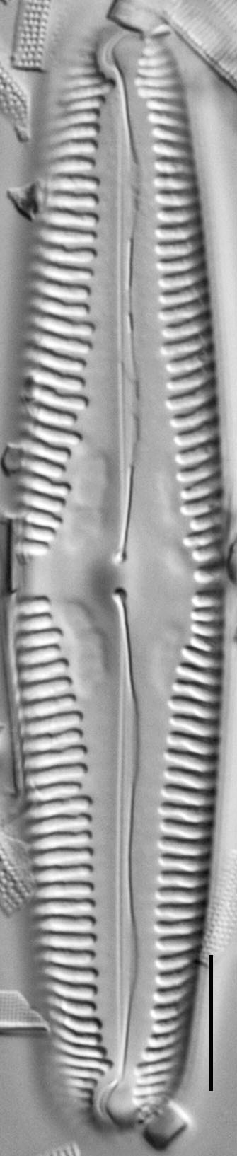 Pinnularia macilenta LM5