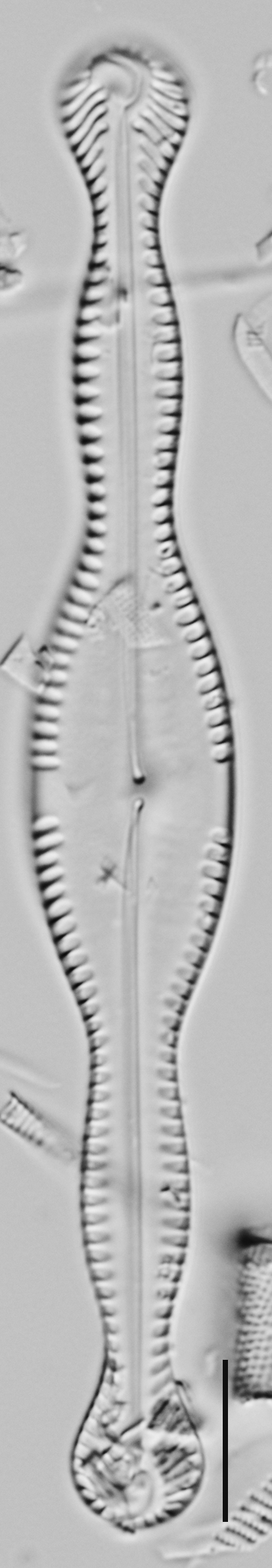 Pinnularia formica LM5