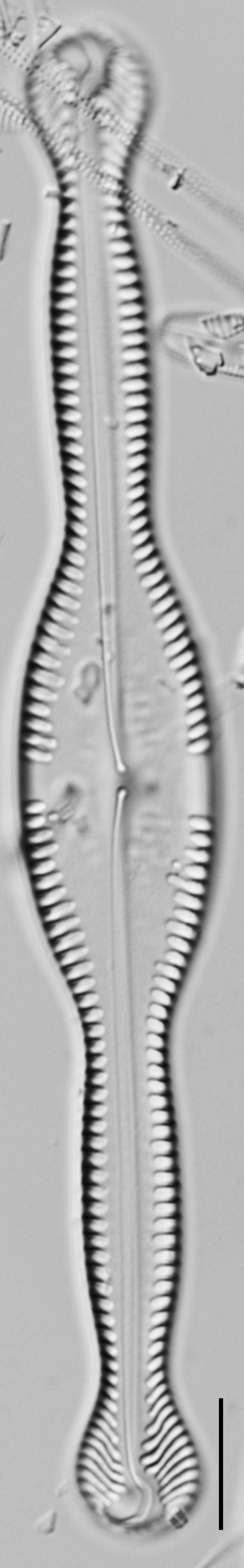 Pinnularia formica LM3