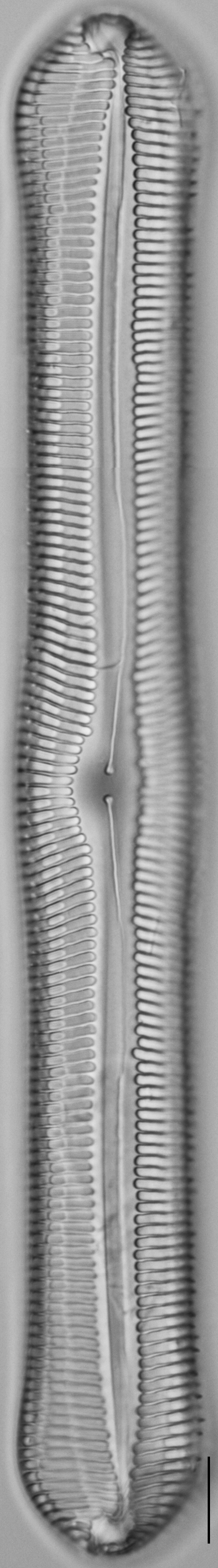 Pinnularia rexlowei LM1