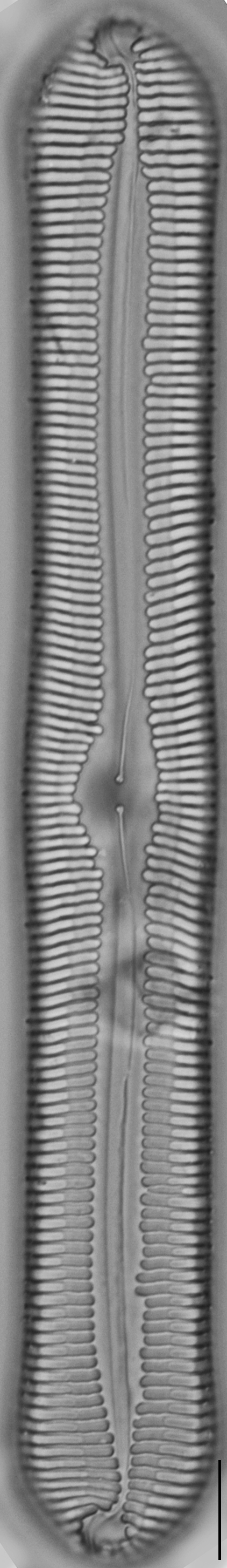 Pinnularia rexlowei LM2