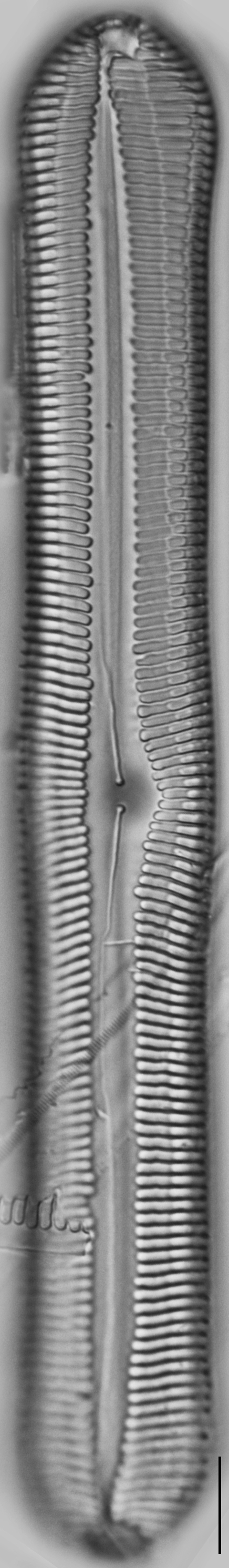 Pinnularia rexlowei LM3