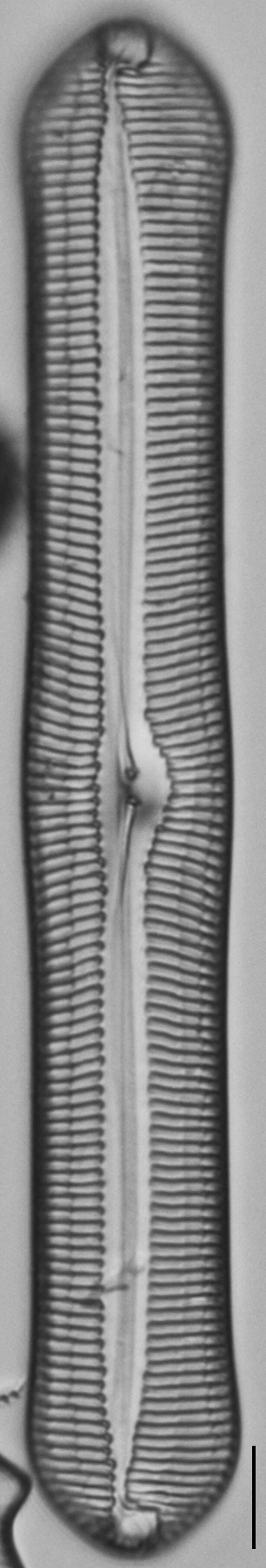 Pinnularia rexlowei LM4