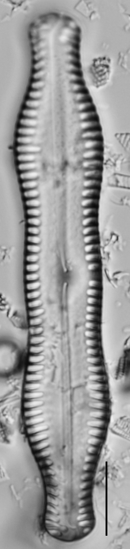 Pinnularia scotica LM2